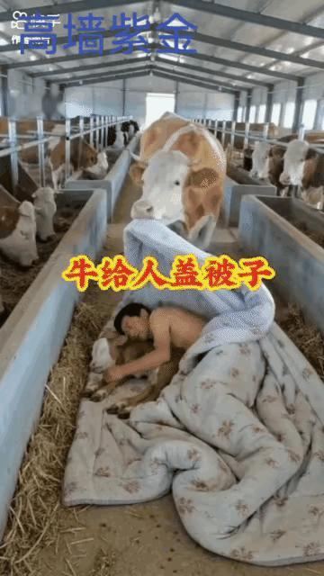 谁能想到牛也懂得心疼人，这一幕真的直接暖到心坎里！养牛的小伙为了打