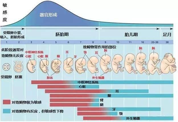 孕期燕窝别乱吃, 科学规划是关键!