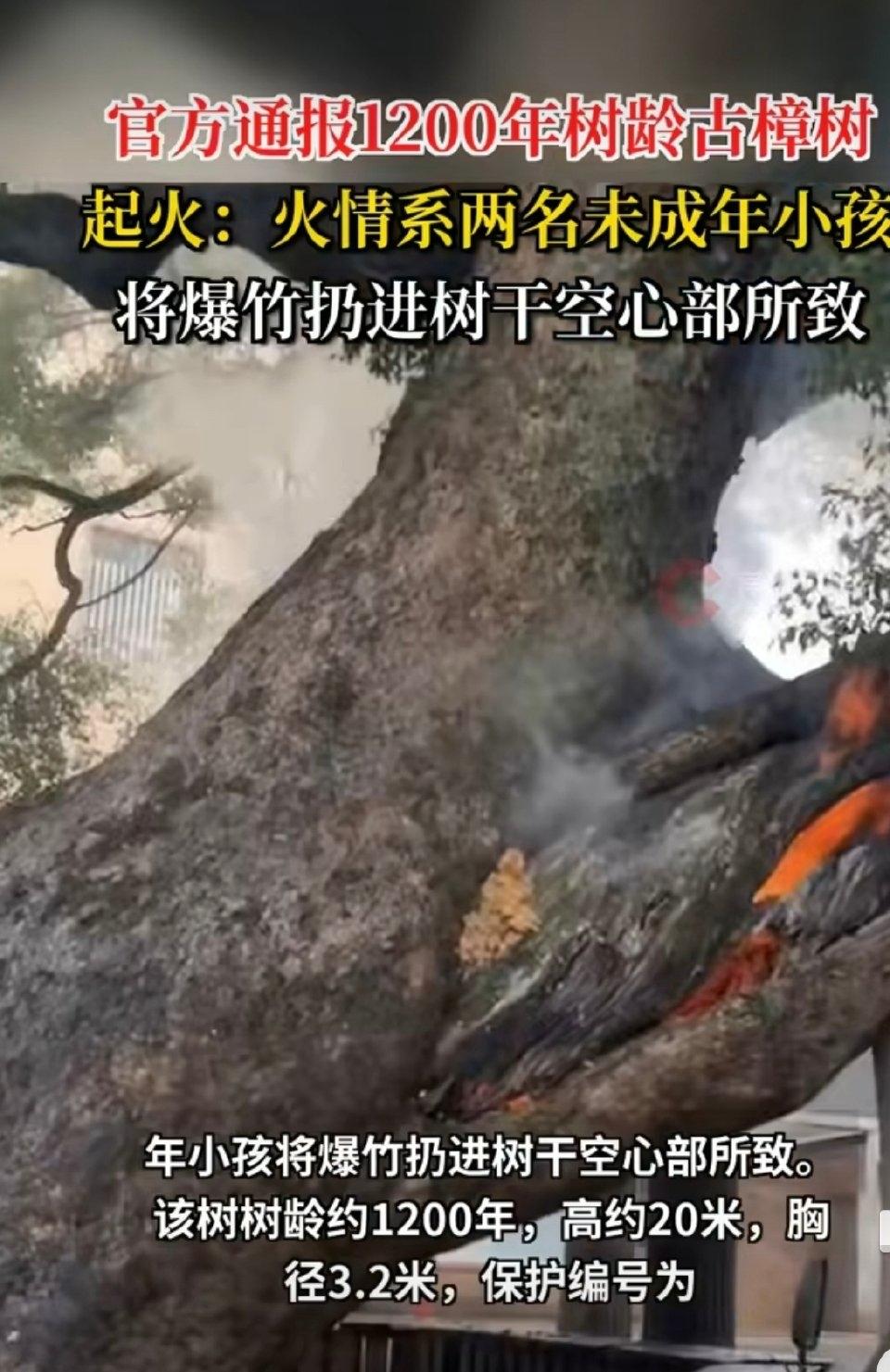 湖南道县一棵活了1200年的古樟树，最近遭遇了一场揪心的大火。这棵树是当地有名的