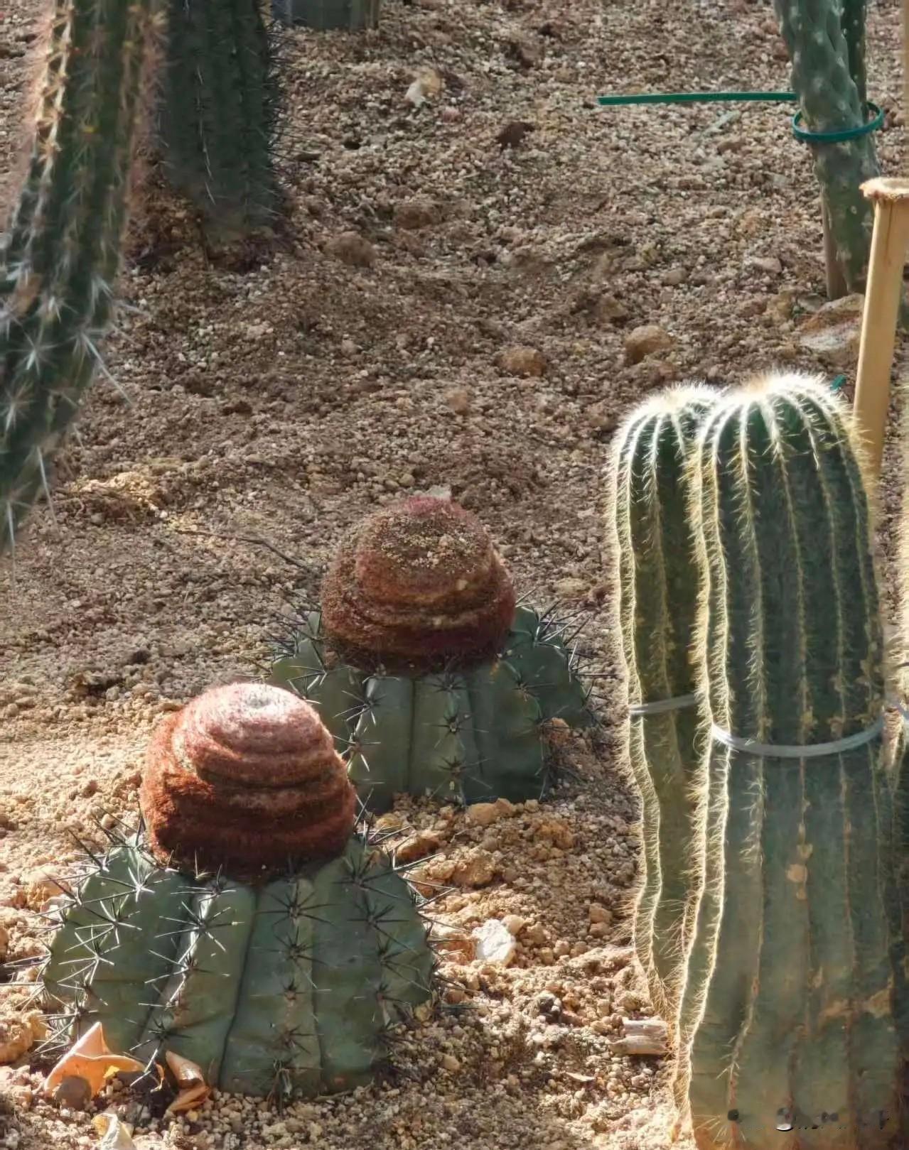 村里有个男人嫌弃老婆丑，经常家暴老婆，在儿子4岁那年就出轨邻村的寡妇，男人就搬到