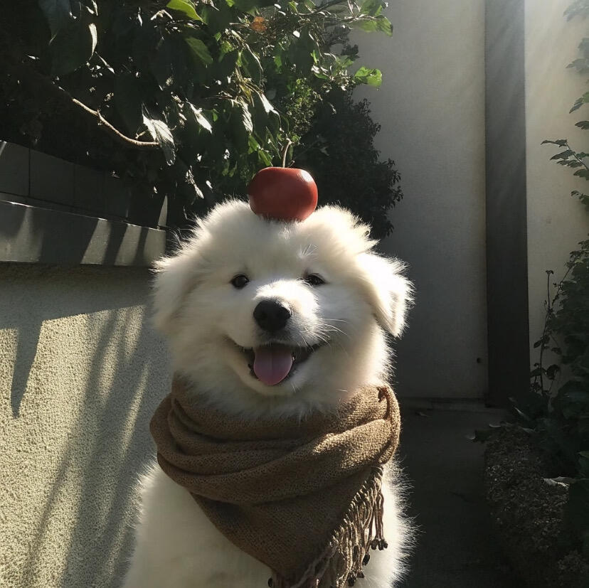 一组情侣猫狗头像