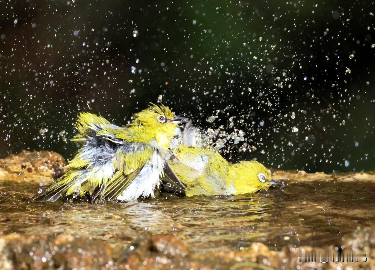 冬日绣眼鸟这样醉浴！！最近抓拍到了一组灰腹绣眼鸟冬阳下沐浴的镜头。很有趣的！