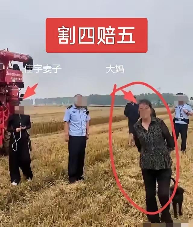 割四赔五，又一个新成语诞生了，活脱脱的一场闹剧！本来就四亩地，割的时候说是三亩地