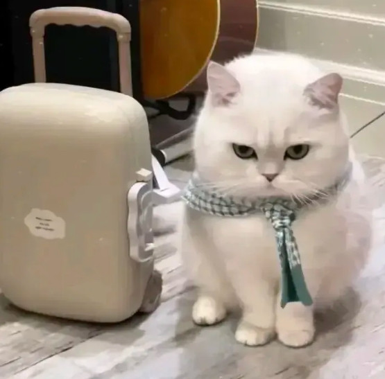 朋友把猫咪寄养我家两天，看猫咪生气的样子，我就知道，这个猫咪不是好伺候的