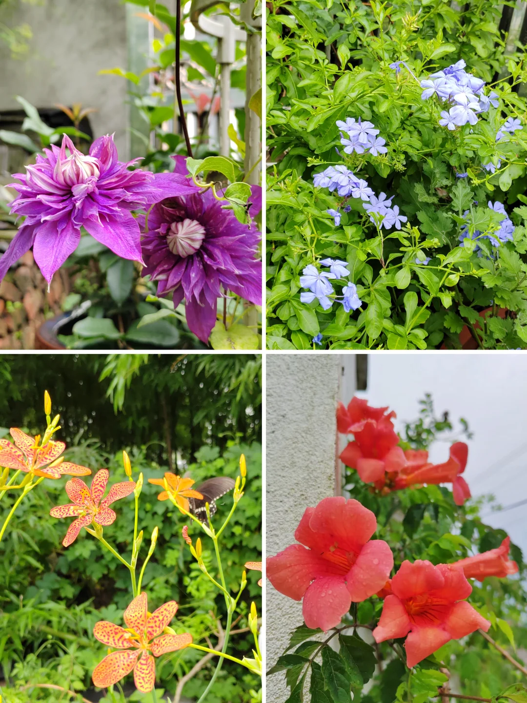 夏天能开花都是来报恩的