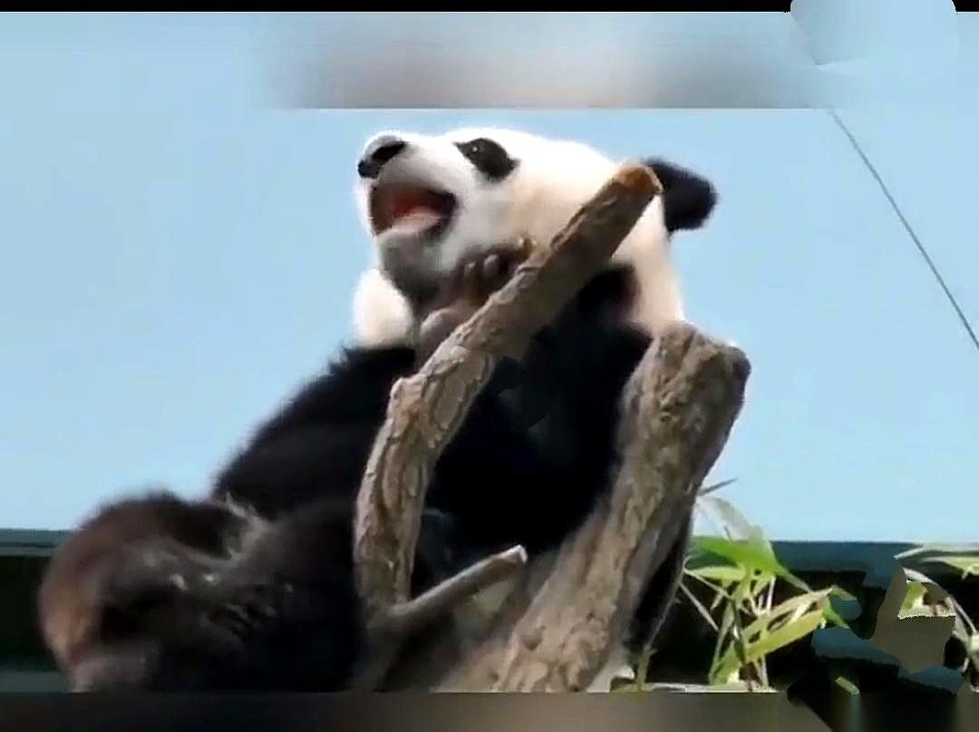 她叫欣欣。全世界所有在国外的熊猫，我们都能接回家，只有她，不行。一想到这事儿