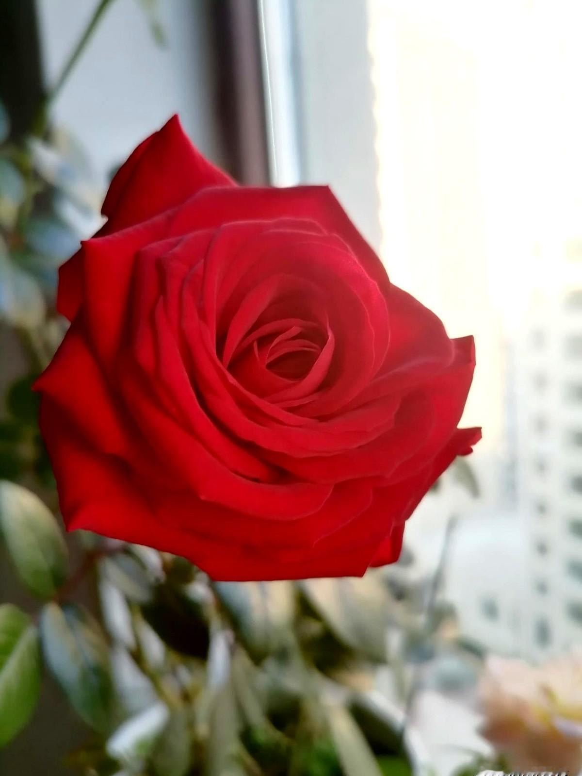 下午四点多，我接到一个电话，是女同学包玉英的老公孟根用她的手机打来的。她老公孟