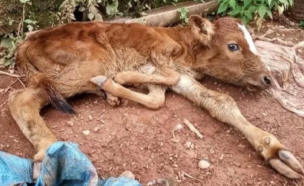 在云南省普洱市镇沅县田坝乡一村民家中出生了一头五条腿的小黄牛