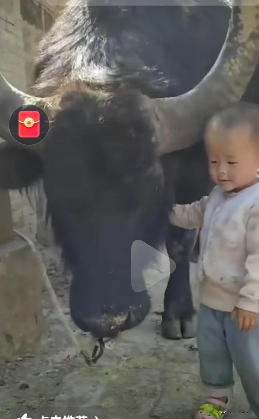 通人性的保家老水牛跟小主人那么和谐。万物皆有灵了