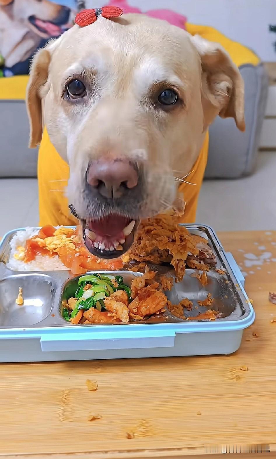 这个世界我看不懂了，狗、猫吃的都比我好，穿的都比我好！我这么努力的活着，到底是为