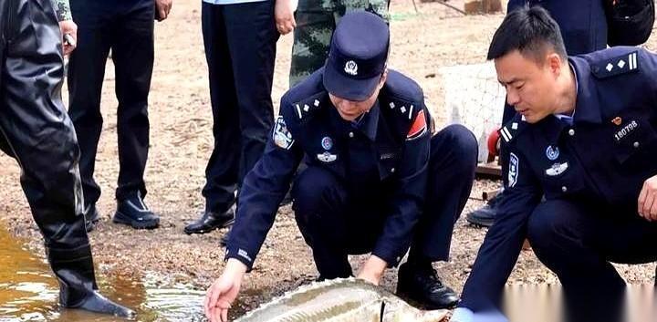 黑龙江逊克江段上，老渔民袁龙正收网，手腕突然被一股死沉的蛮力往下一拽。他以为挂
