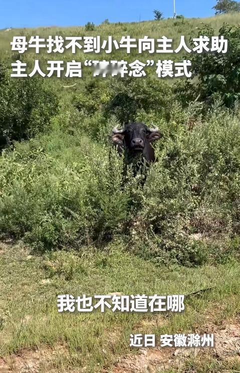 上人民日报了！安徽滁州，一头母牛因为埋头吃草，不小心把小牛弄丢了。主人原以为它会