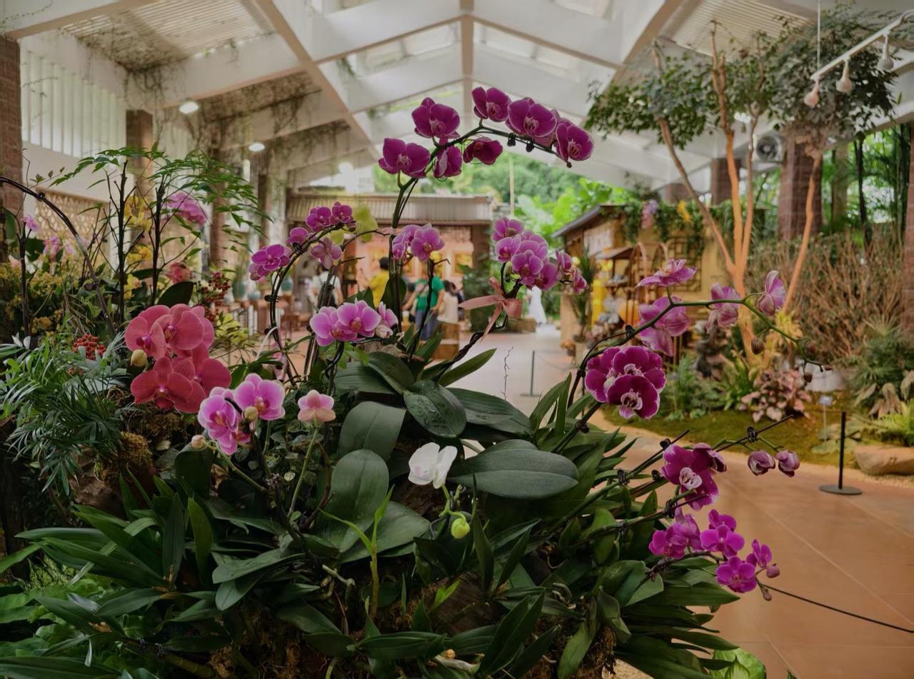 晒图笔记大赛蝴蝶兰，属于兰科蝴蝶兰属，原产于亚热带雨林地区，是一种附生性兰花。其