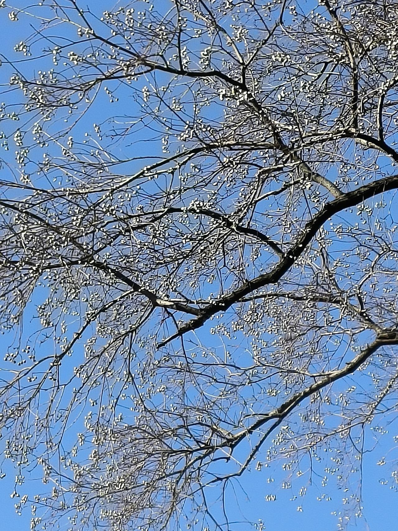 静安雕塑公园除了赏梅，那里的乌桕树也非常好看，不过听说那边在改建，要到今年的九月