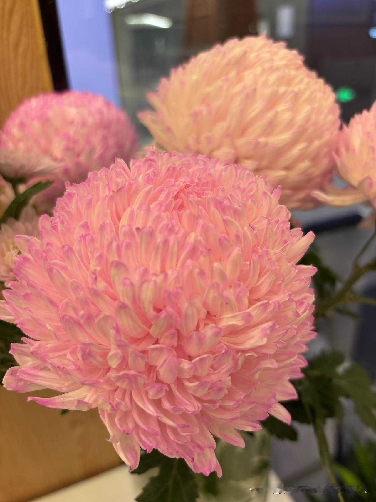 今天早上吃到一个让人吃惊的大瓜——同事离婚了!同事是研究生毕业,学的还是英语专