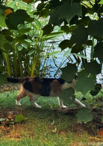 王源镜头里的小猫王源镜头捕捉南京街头的猫咪碎片，闲逛老巷时和毛茸茸小猫不期而遇。