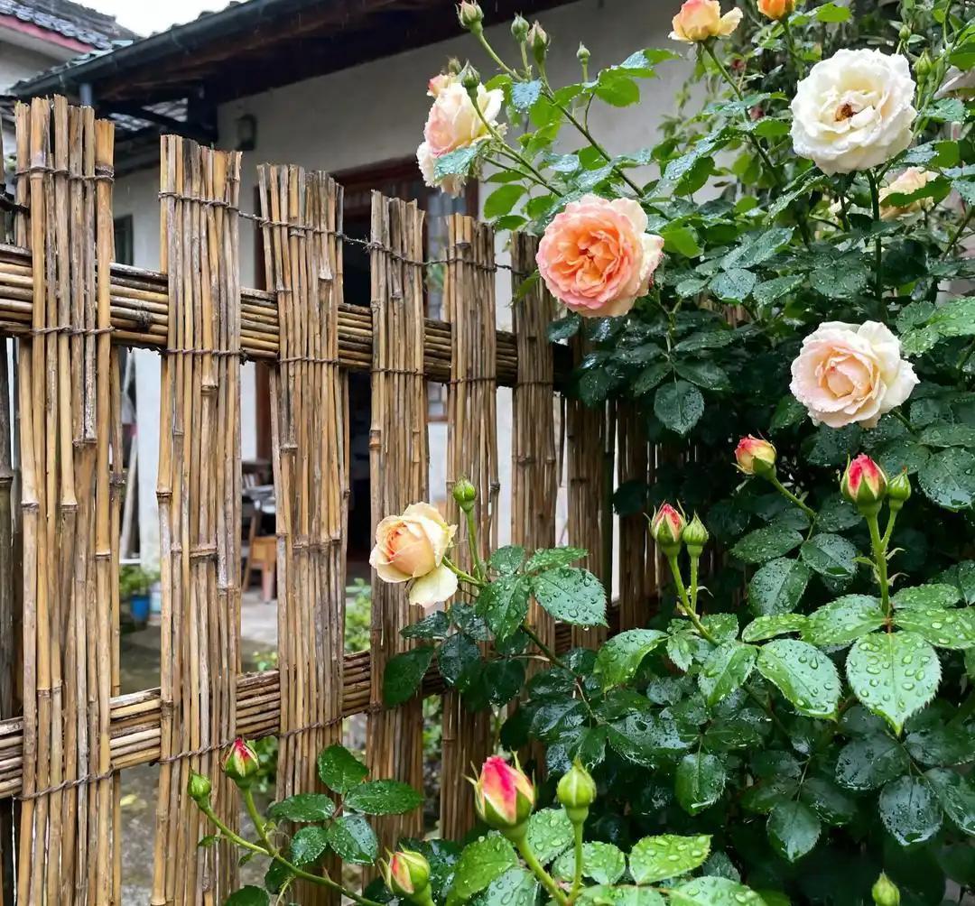 我堂妹结婚9个月,突然离婚了,是她老公提出来的,说家里不想要这么冷血、没有孝心的