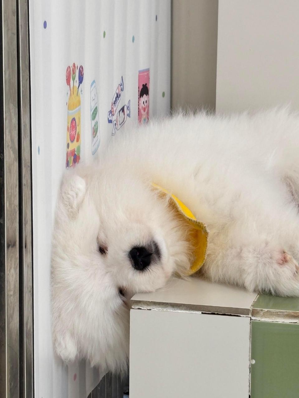 一觉醒来发现自己头睡扁了的萨摩耶