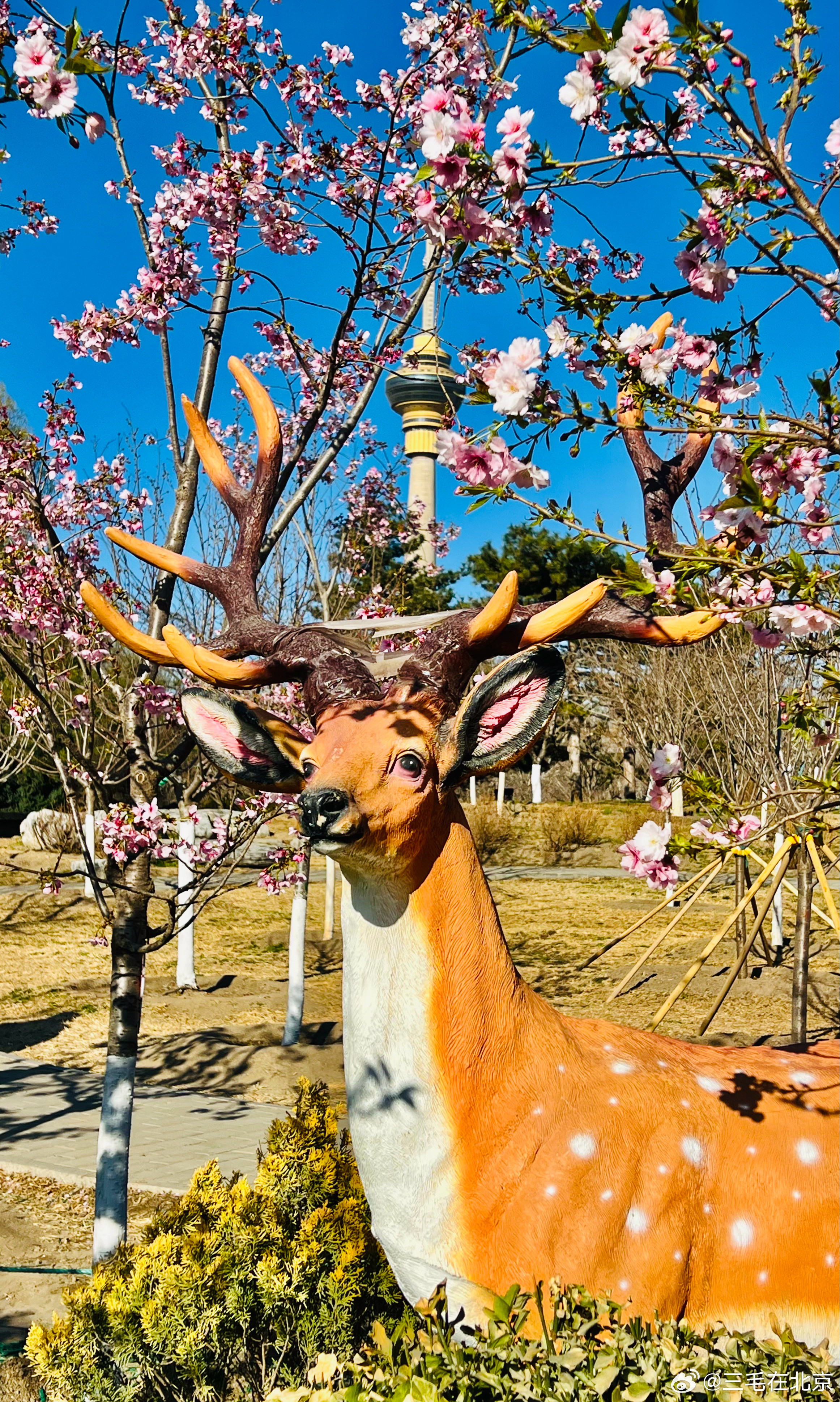 玉渊潭公园樱花开摄影