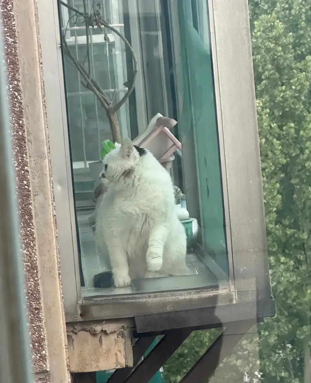 和对面的猫咪对视一会之后！