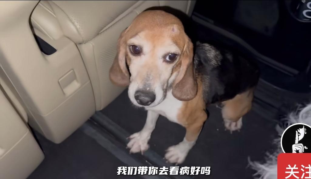 终于明白，杜江和霍思燕为何能将生活经营得如此幸福美满，原来这是他们多年行善积德的