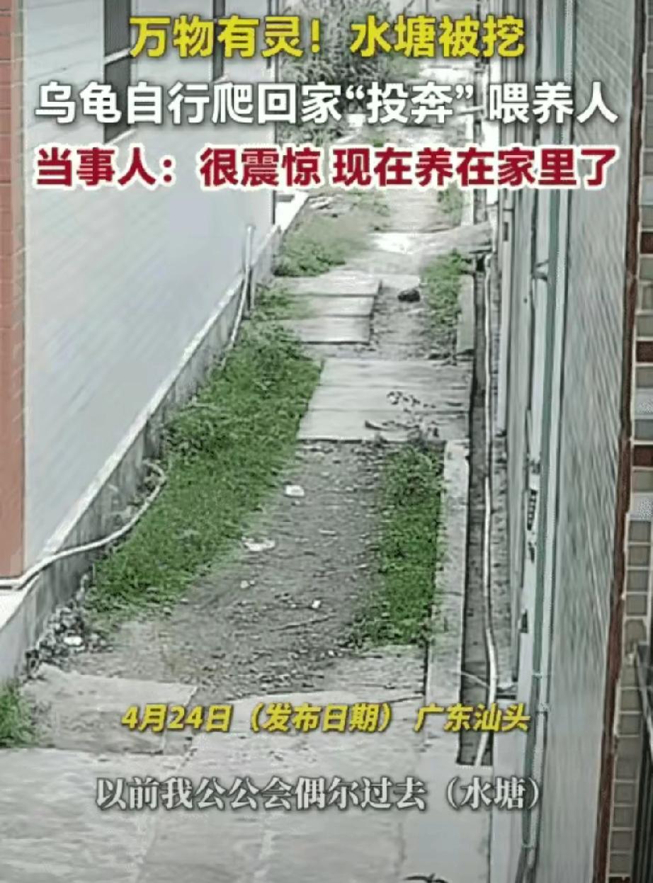 这也太奇怪了！广东汕头，一女子分享自家暖心趣事，她公公平常总去附近水塘投喂一只乌