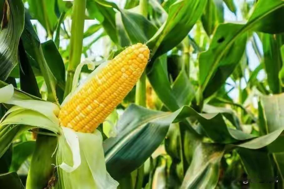 开年就大量进口美国的玉米，到底说明了什么？今年才刚刚过了两个半月，但订购美国玉