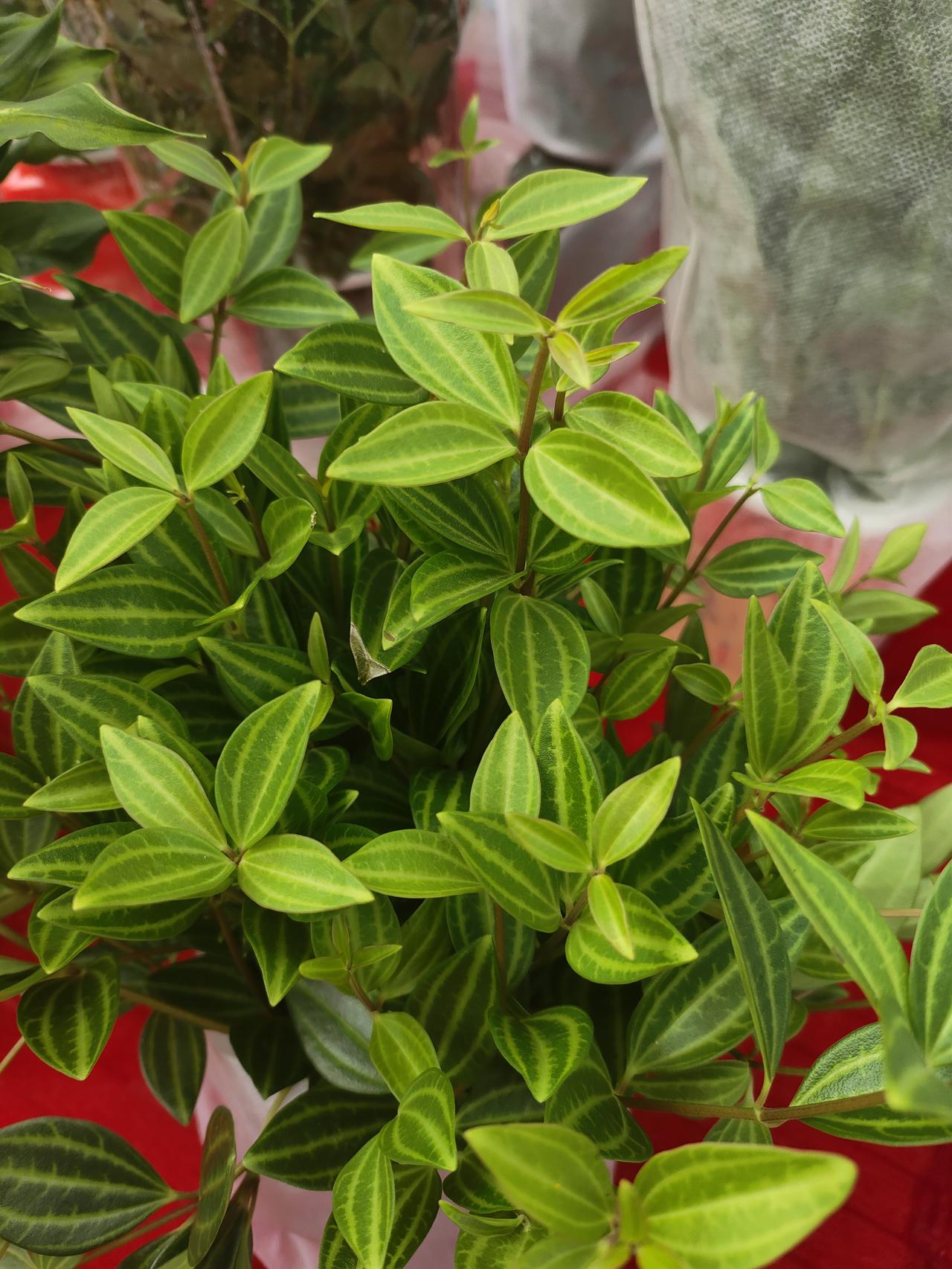 半生悟透：别为自私的人，消耗你的真心人活到半生，走过了弯路，见识了人心，才