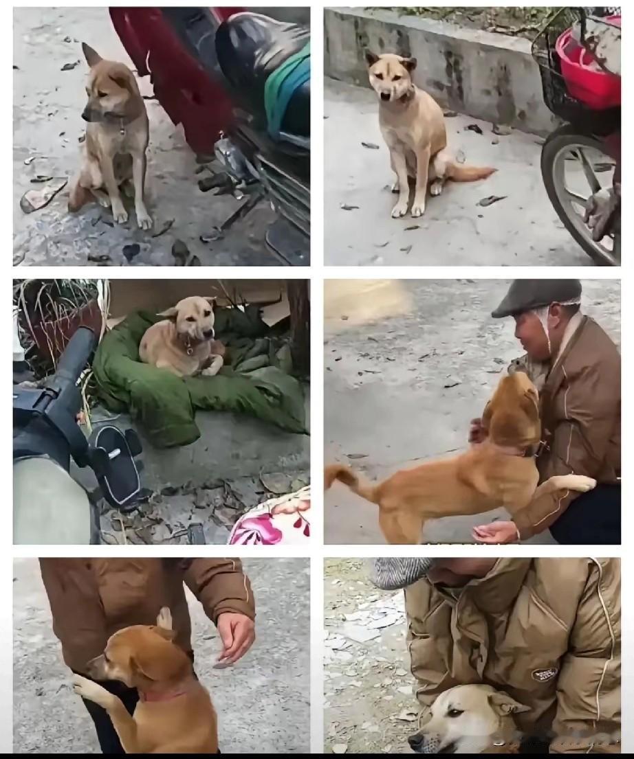 一男子骑摩托车出去，给自己家狗买狗粮。路上摔了一跤，住了医院。摩托车就放在路边。