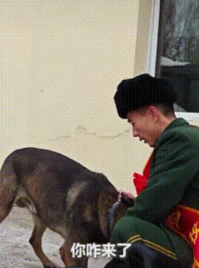 泪目了！11月30日，一老兵退伍临走时，他带过的军犬赶来送行，一下子扑到老兵的怀