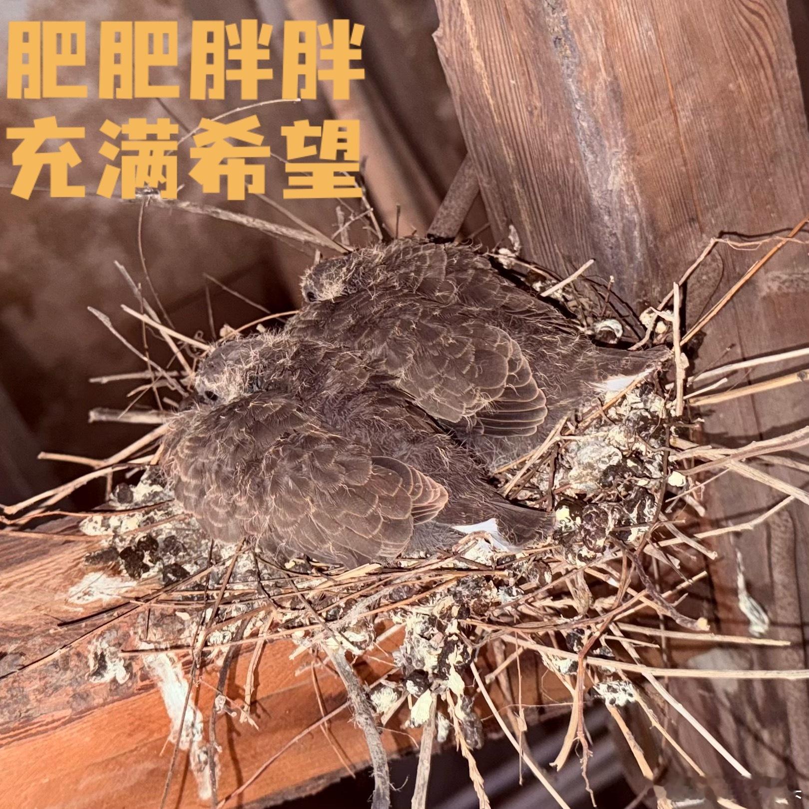 斑鸠老师又来我家筑巢了！老家大门口有个仓库，现在成了鸠鸠家了甚至还是梅开二度：继