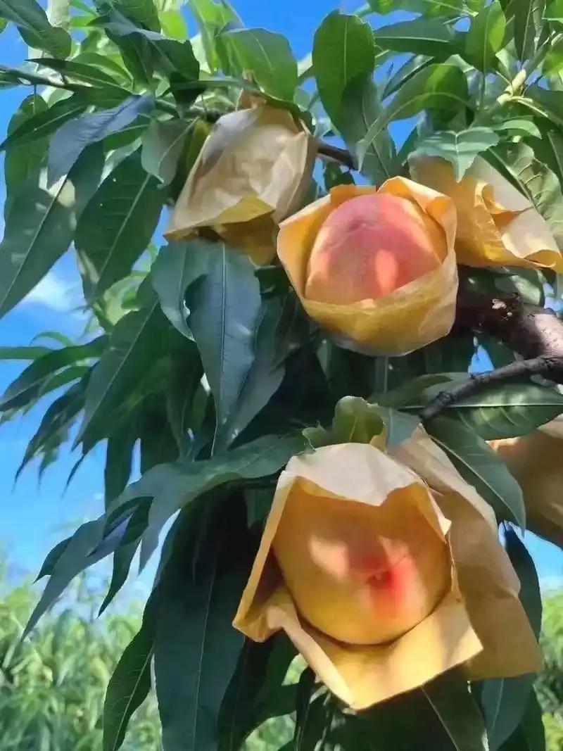 江苏无锡，阳山蜜桃攻略🍑可以吸的爆汁蜜桃！夏天的快乐是阳山水蜜桃给的，每年6