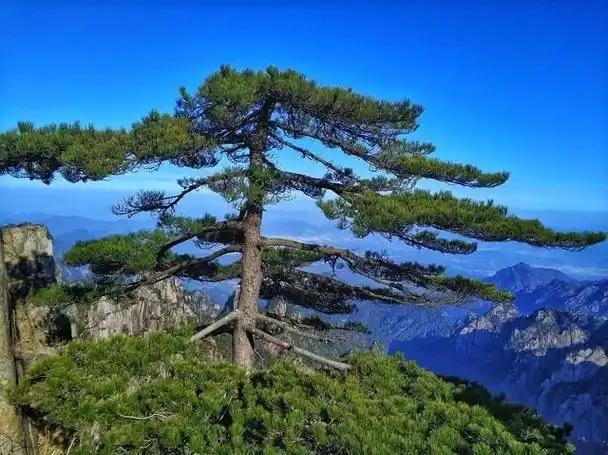 很多人不知道，山上枯死烂掉的松树，千万别捡回家当柴火烧！国家林草局早就明确发文，