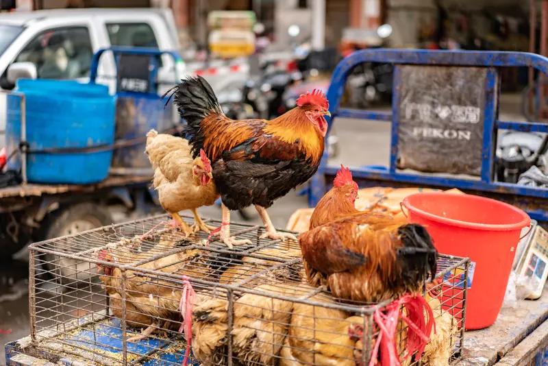 4月5日，广东顺德莫氏鸡煲店老板火出圈了。清明期间，他家店客流量暴增，每天得处理