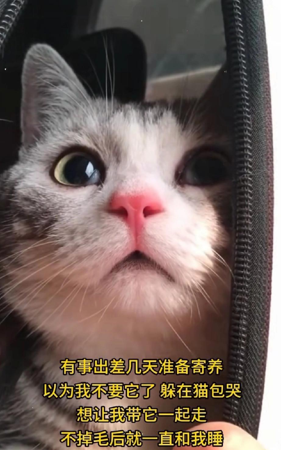 有事要出差了，小姐姐打算把小猫咪寄养几天。没想到，小猫咪似乎以为我要抛弃它，面对