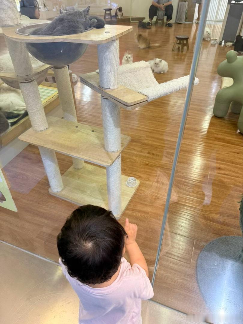 家里养了八只猫还不够，出门见着别的猫直接走不动道萌宠猫咪