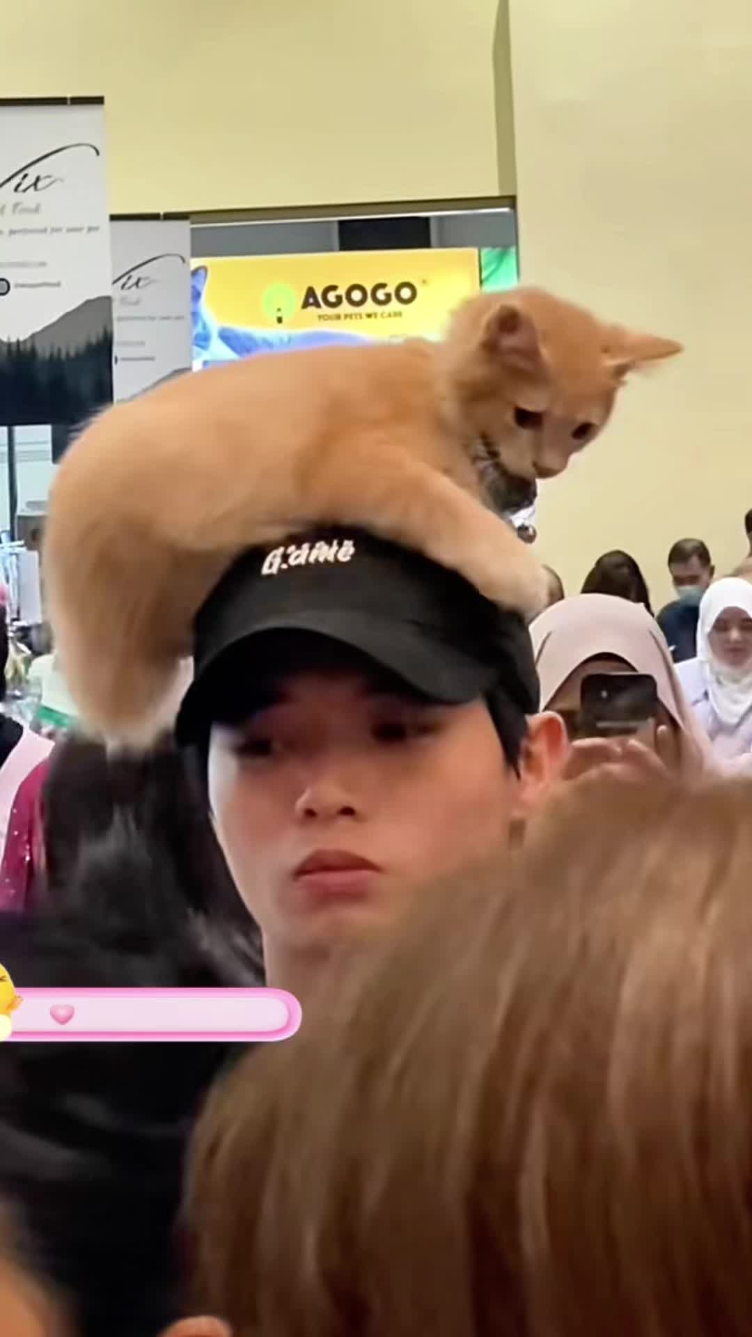 这样的小猫，你们喜欢吗？