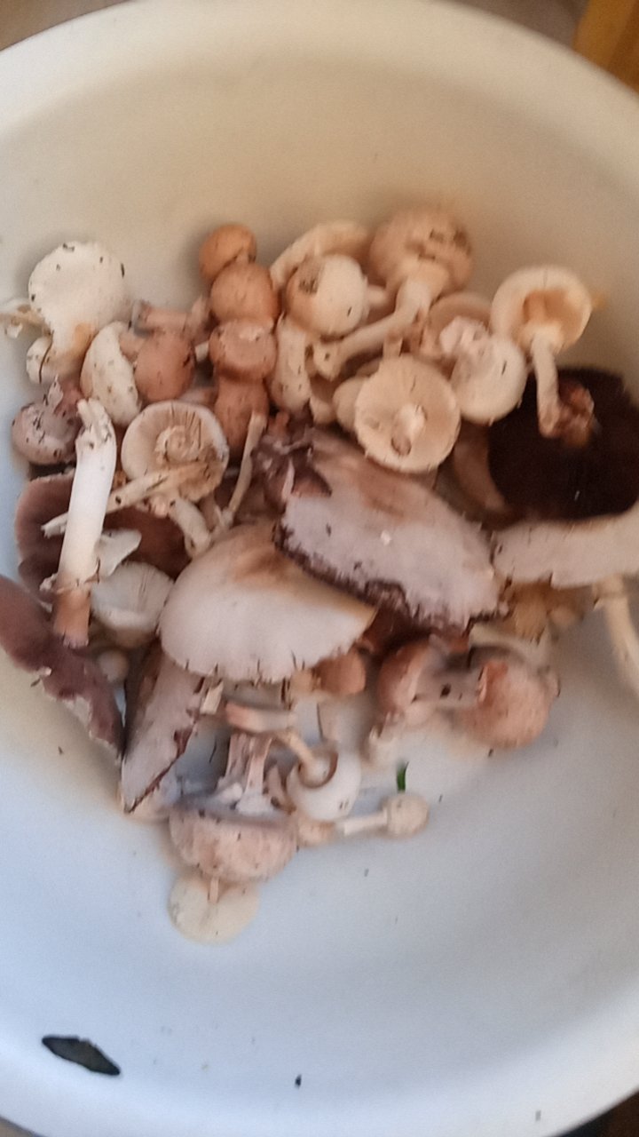 黑蘑菇40一斤第二张图片蘑菇不能吃​​​
