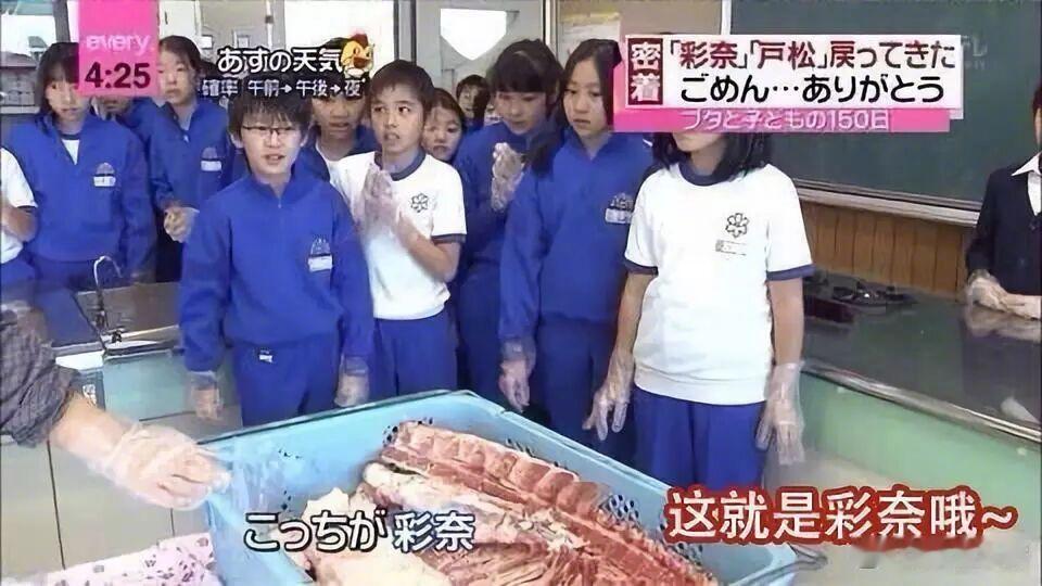 日本的一档催泪节目：让36名儿童共同饲养两只猪仔，孩子们从惧怕讨厌小猪，逐渐喜爱