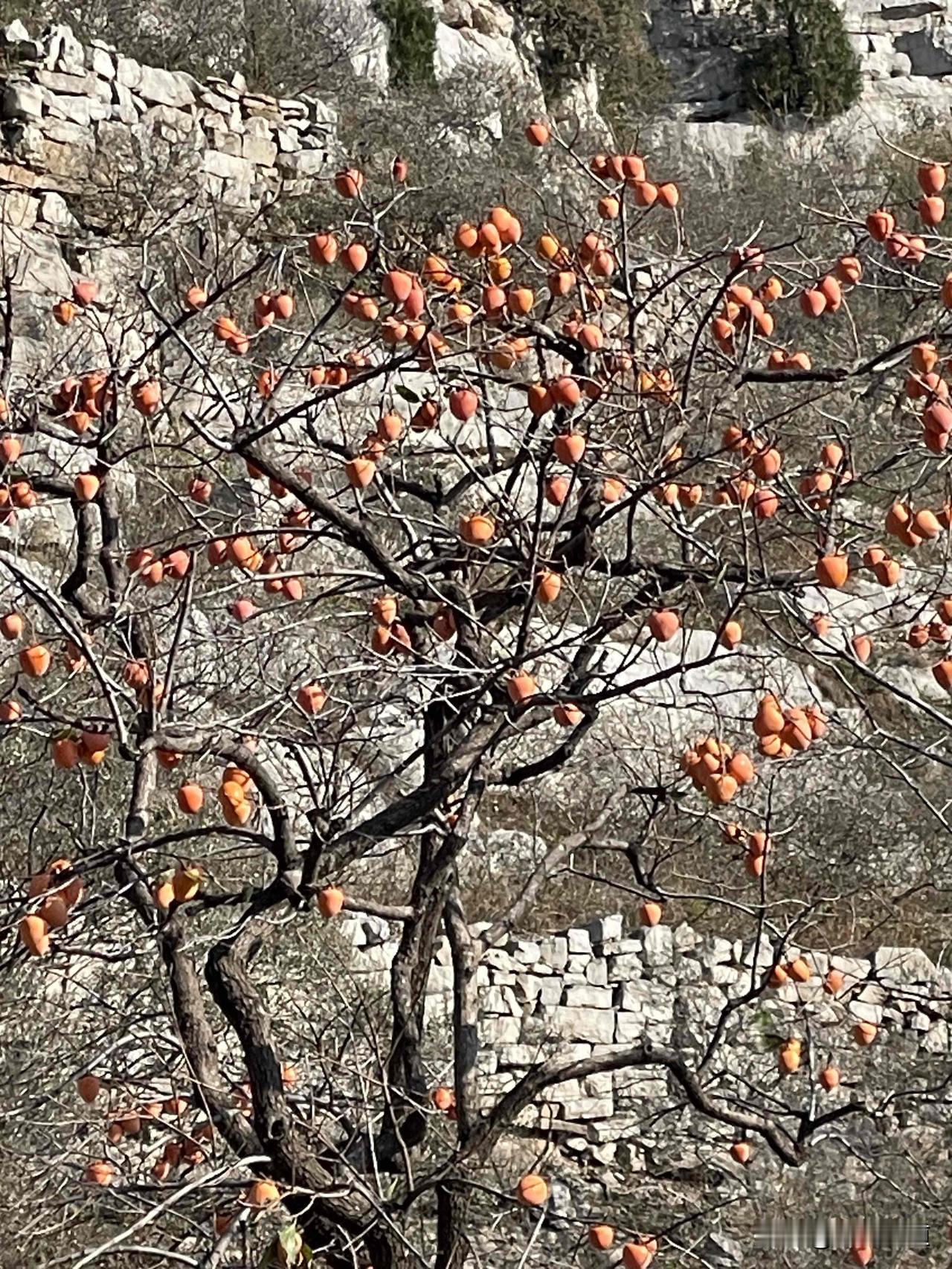 一张图证明秋天来了