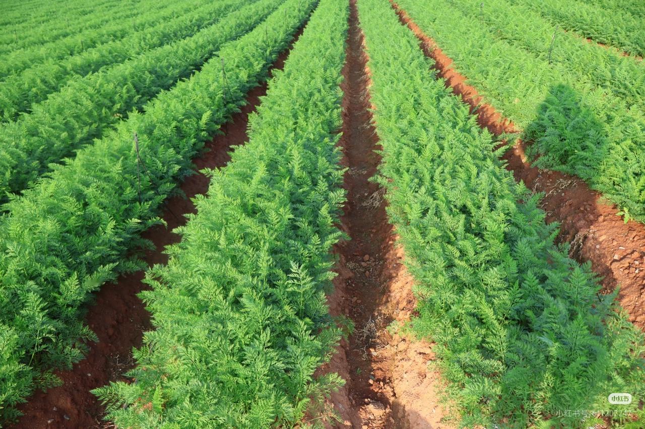 以前总觉得胡萝卜、白菜这类家常菜最安全，没想到现在连最朴素的餐桌安全感都要被打破