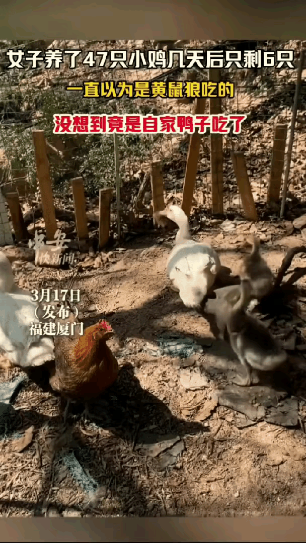 福建这位大姐真是开眼了！养了47只小鸡，几天后只剩6只，连个鸡骨头渣都没见着。起