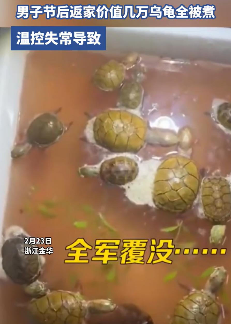 太惨了！浙江金华，男子过年返程回家，进屋后就闻到一股臭味，结果一看鱼缸傻眼了，离