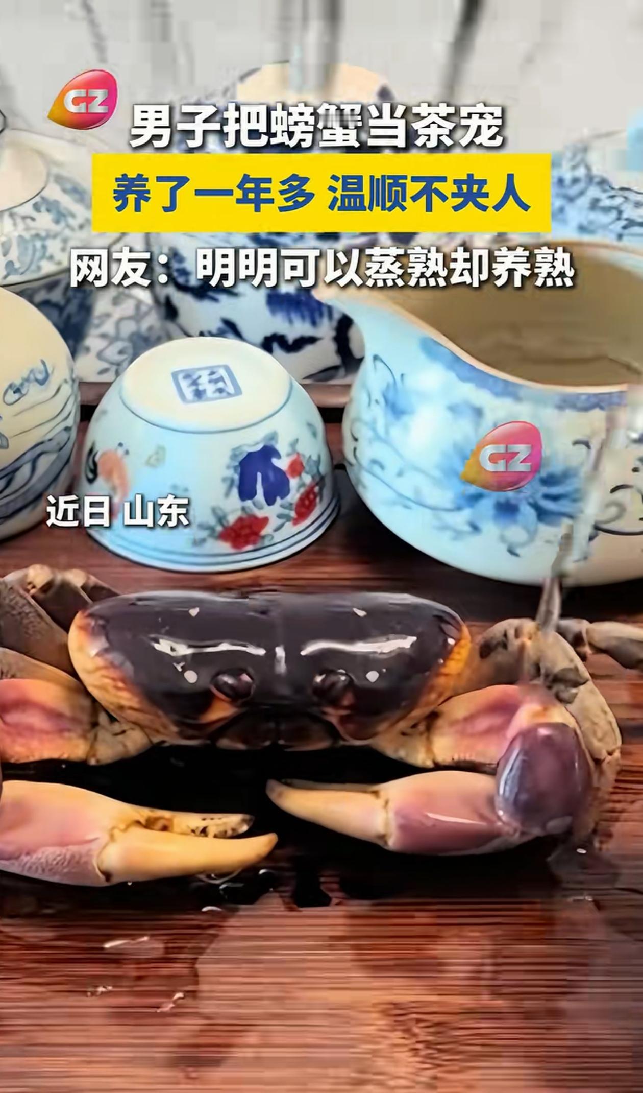 活久见！山东，男子炫耀自己泡茶的茶宠，本以为是什么高级的紫砂、玉石，结果男子却反