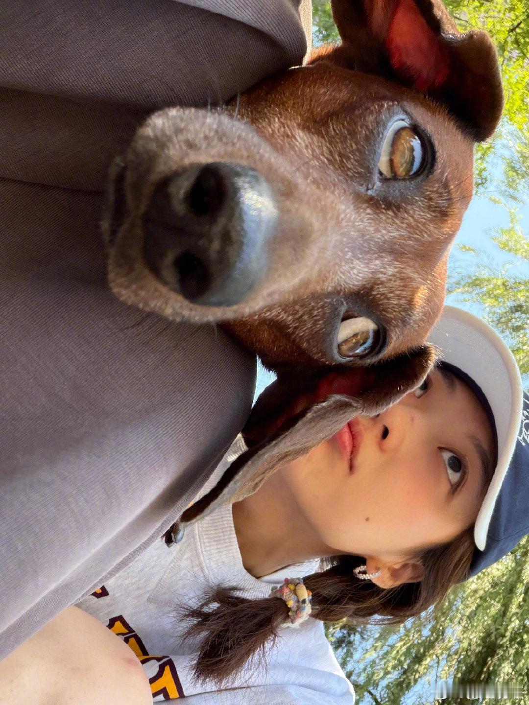 孙千包里装着狗狗尚之桃有卢克孙千有好朋狗追过剧的朋友们都知道尚之桃养了一只萨