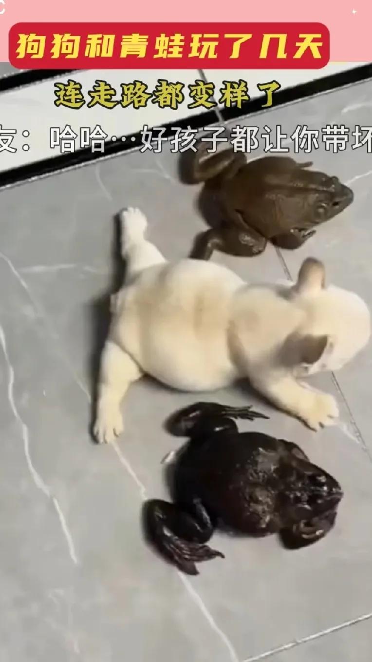 这也太搞笑了吧，这只小狗狗跟两只青蛙玩了几天，居然走路也变成了这个样子，让主人哭