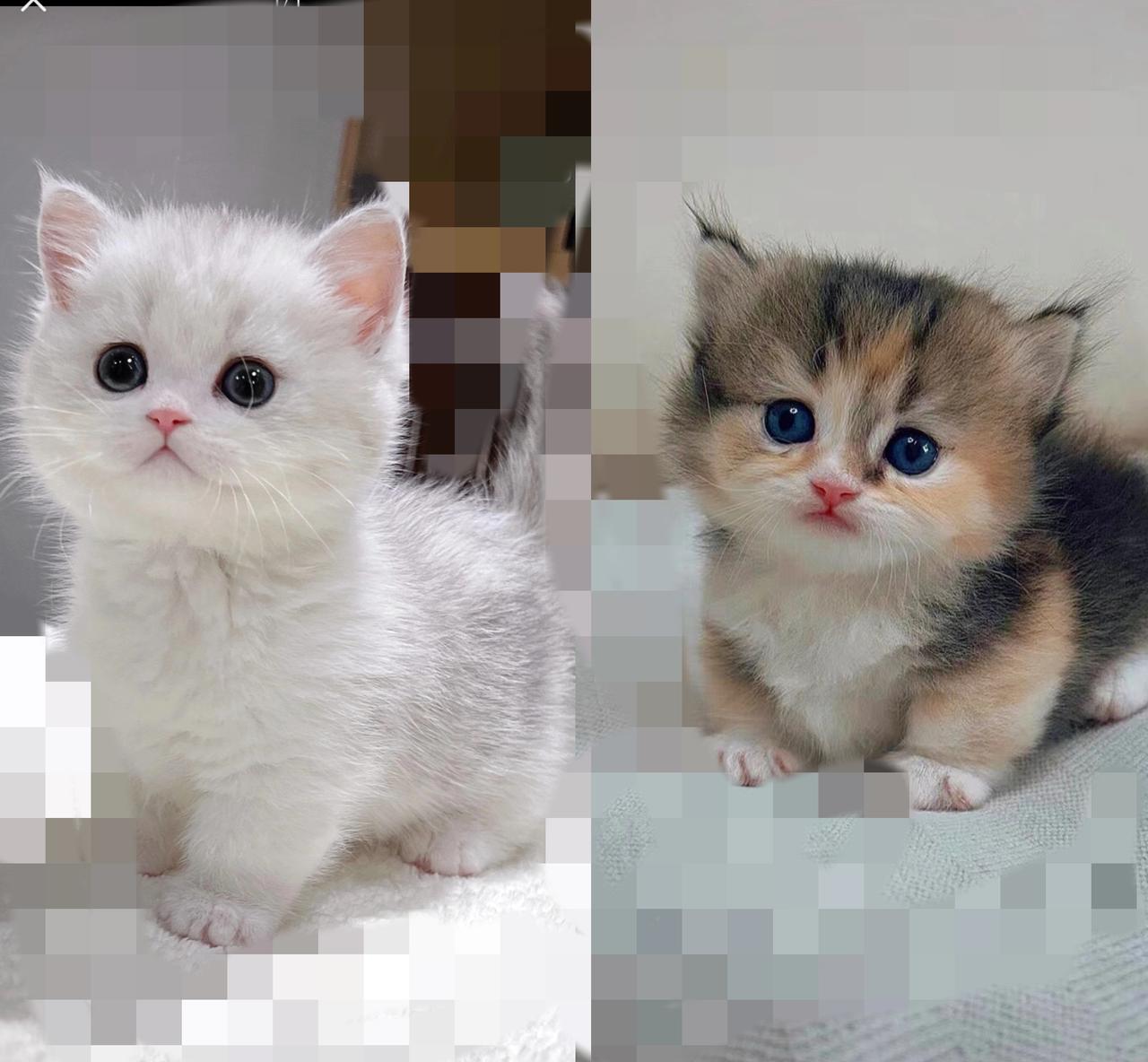 谁懂啊！附近流浪猫妈妈的俩娃居然自己从窝里爬出来探险了，一白一