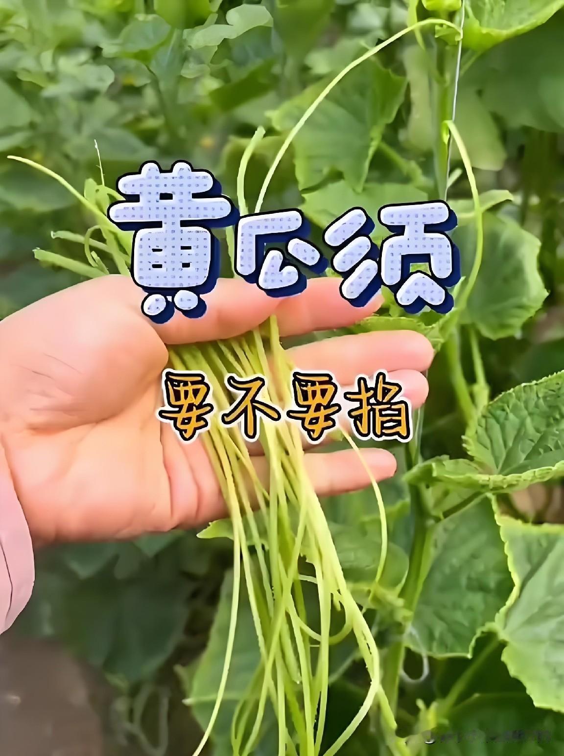 黄瓜须子到底要不要掐？看须子就懂黄瓜长势吗？很多新菜友都疑惑，黄瓜藤蔓上的