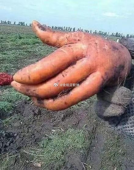 大自然的雕刻师上线，把胡萝卜雕成了人手的模样，这是要和人类击掌吗？