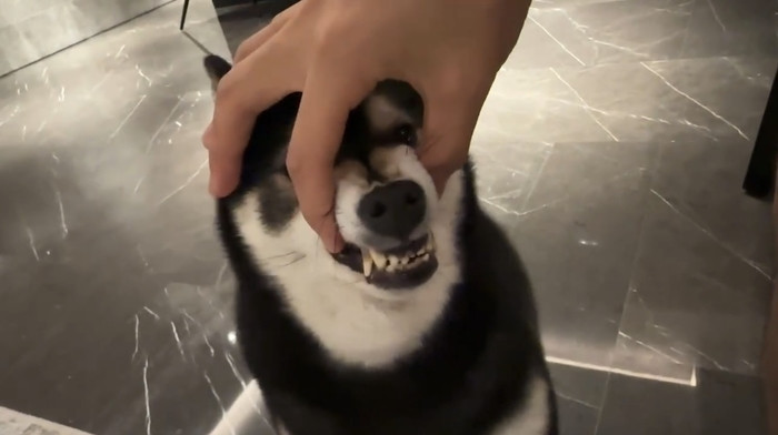 网红驯犬师“潘宏”弄丢粉丝爱犬后, 被质疑拿其他狗“冒充”, 本人回应
